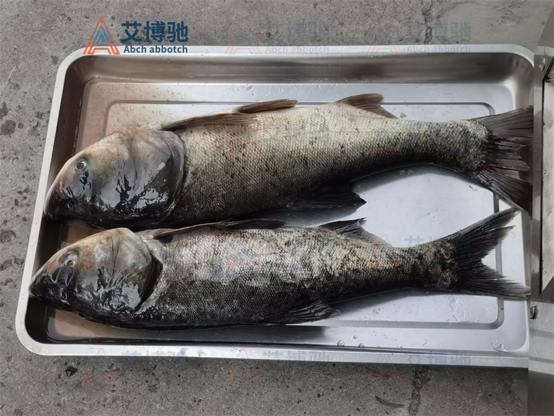 客戶自備物料,花鰱未加工前 客戶自備物料,花鰱未加工前