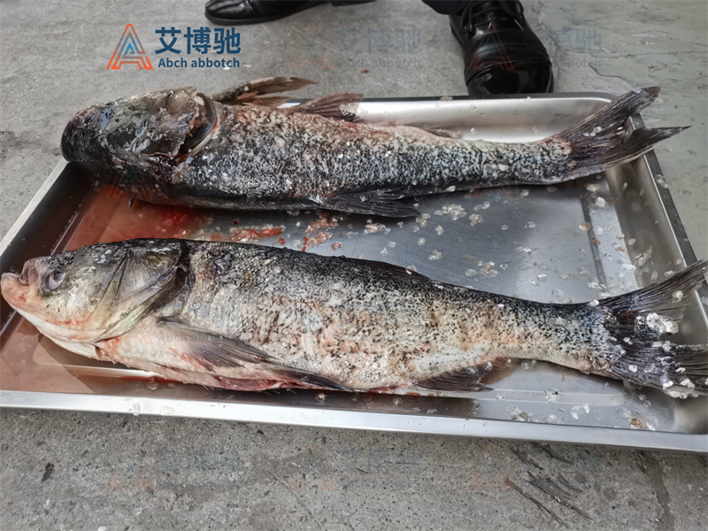 艾博馳殺魚機加工完花鰱之后的效果 艾博馳殺魚機加工完花鰱之后的效果